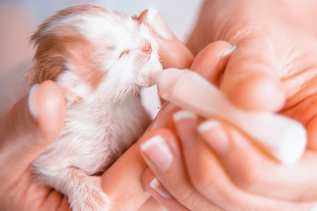 what to feed a newborn kitten