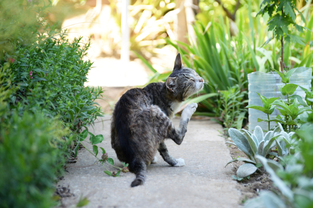 how to tell if cat has fleas