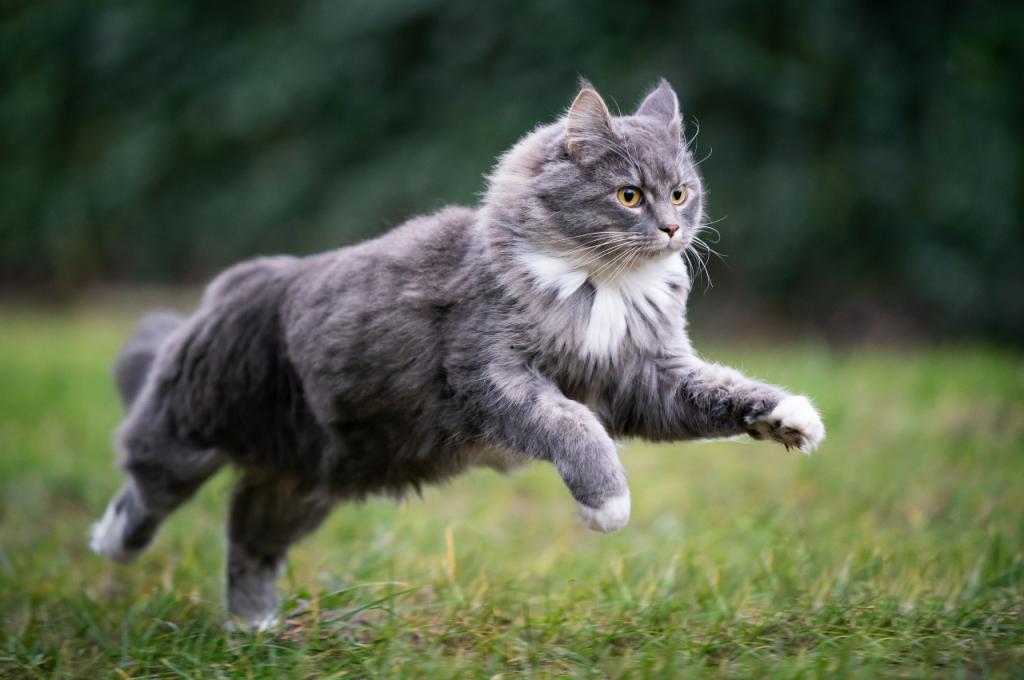 best pet insurance for cats