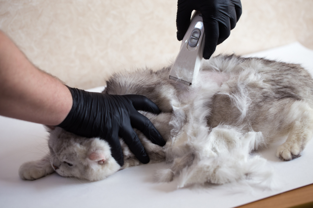 how to shave a cat