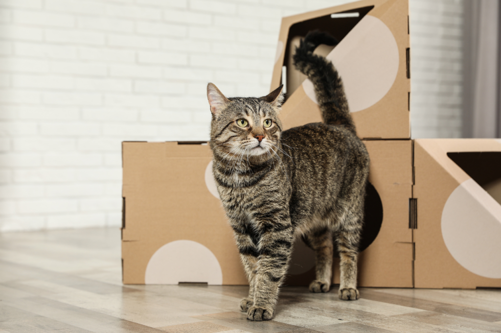 how to say come here in cat