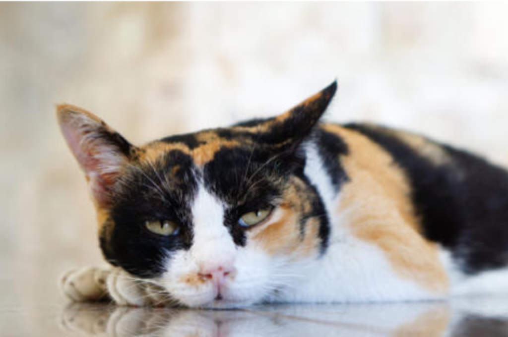 Why is My Cat Not Eating?