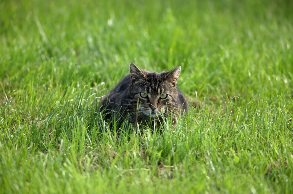 Is it normal for a cat to eat a mouse?