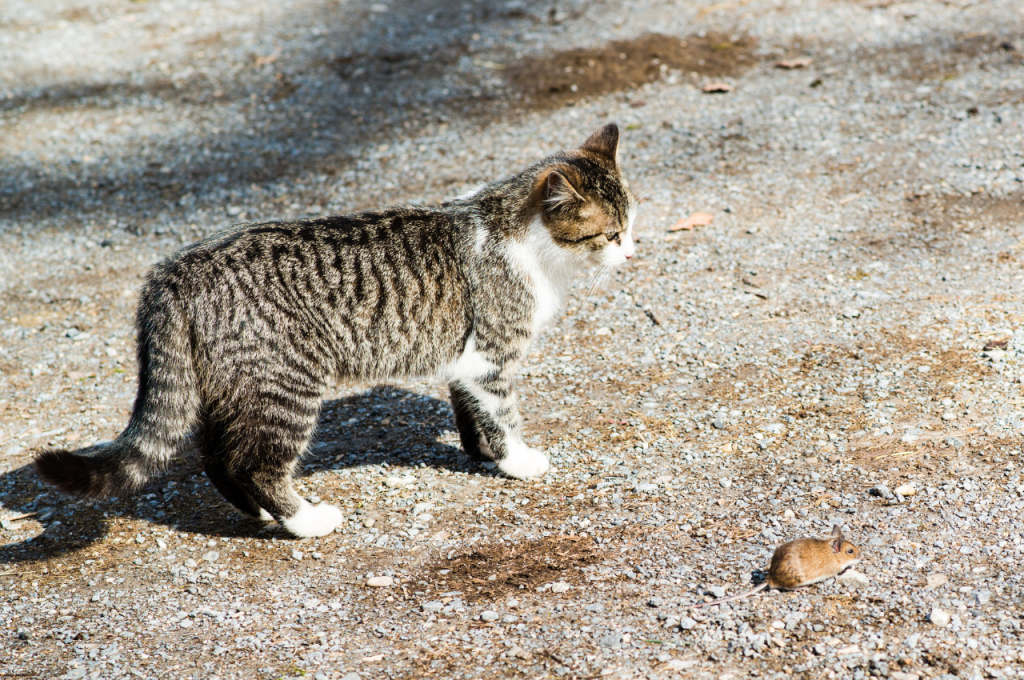 Should I be worried if my cat eats a mouse?