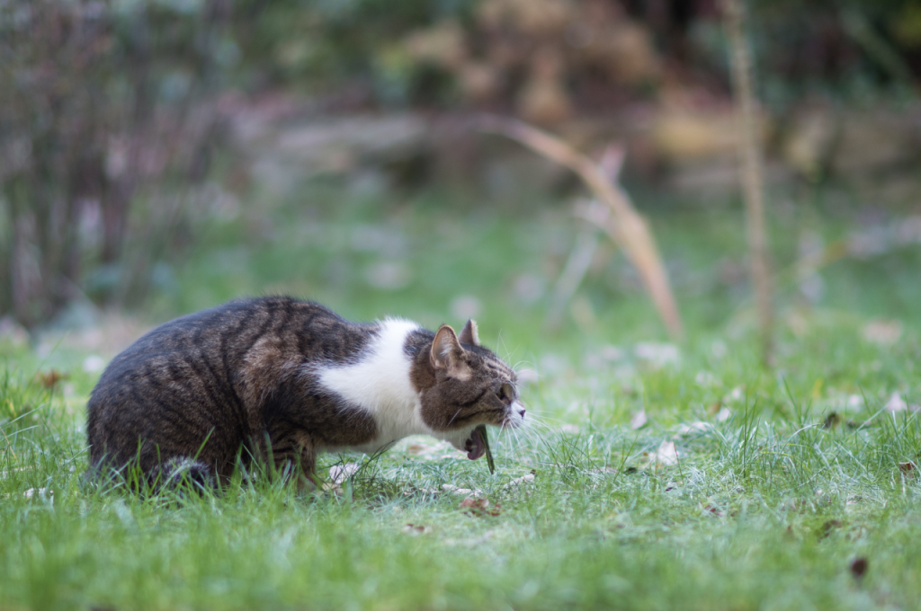 how do i know if my cat has worms