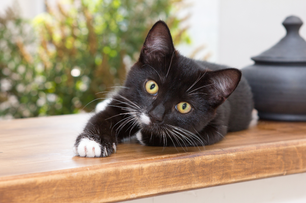 what does it mean when a black cat crosses your path