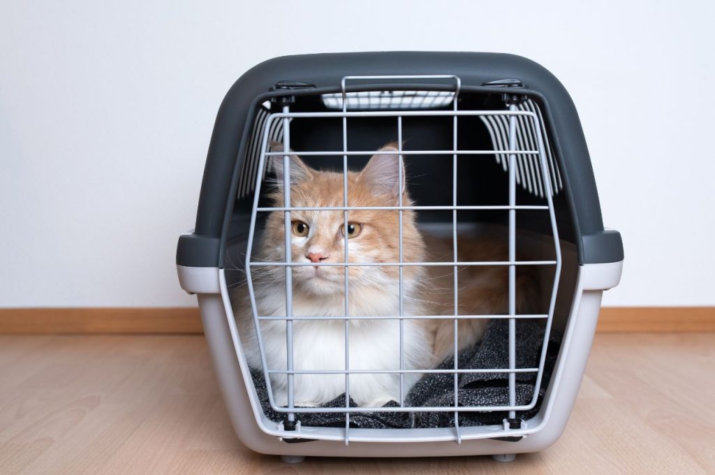 Can you ship a cat across country?
