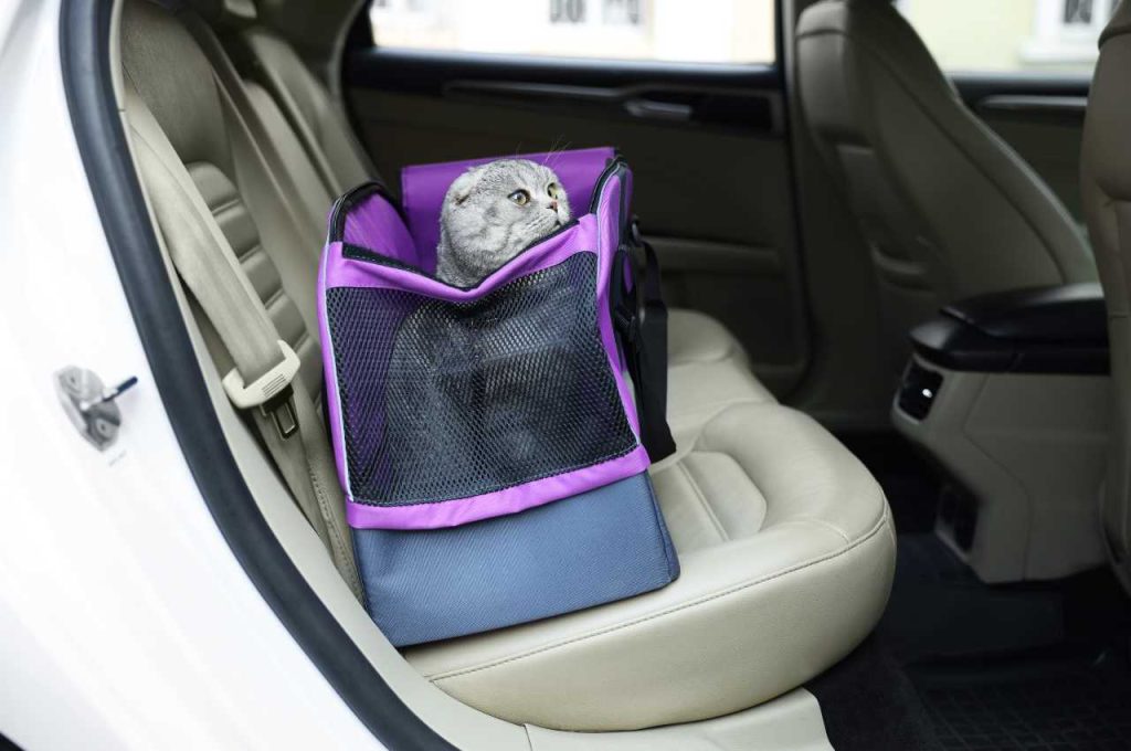 how to transport a cat in a car