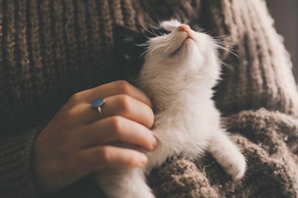 how to transport a cat without a carrier