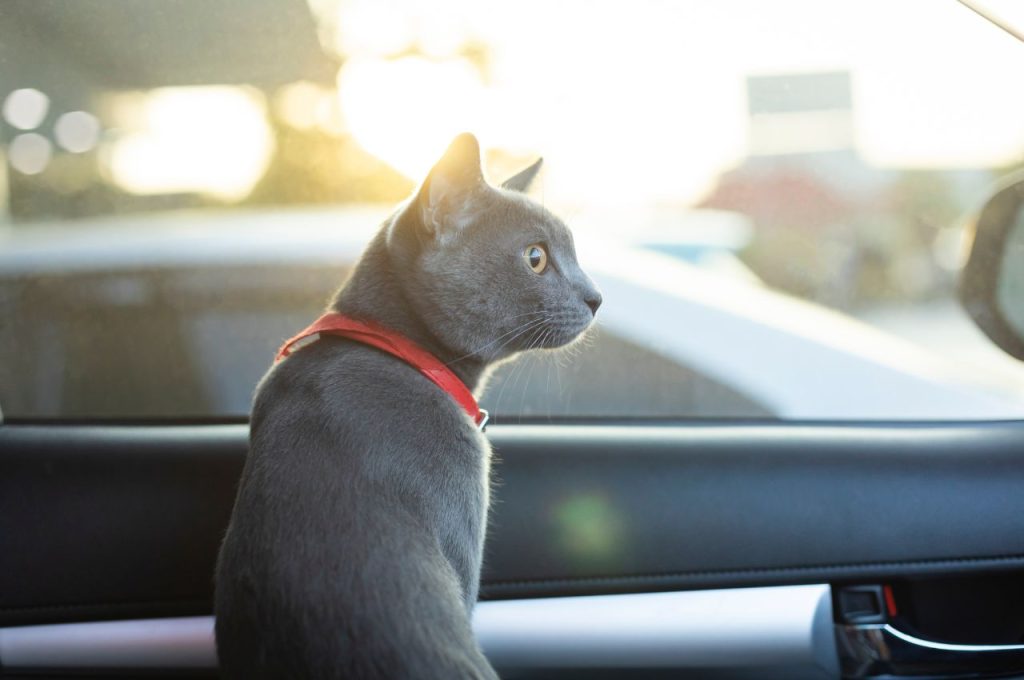 How do I transport my cat?