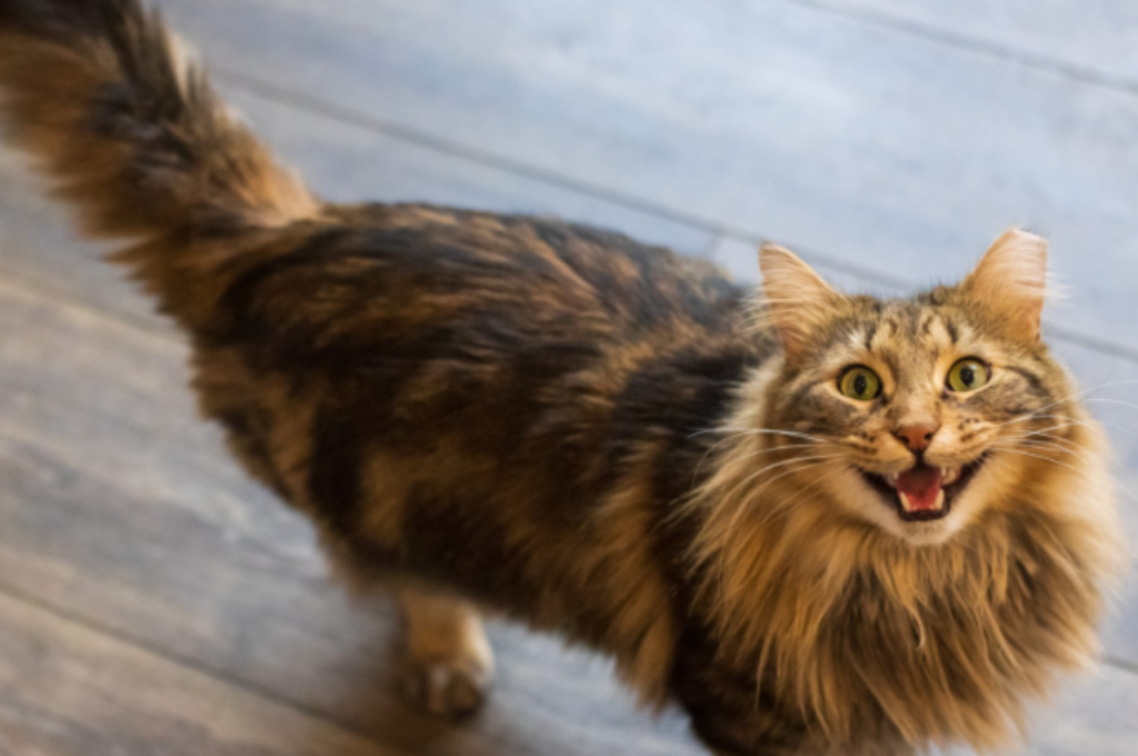 how to speak cat