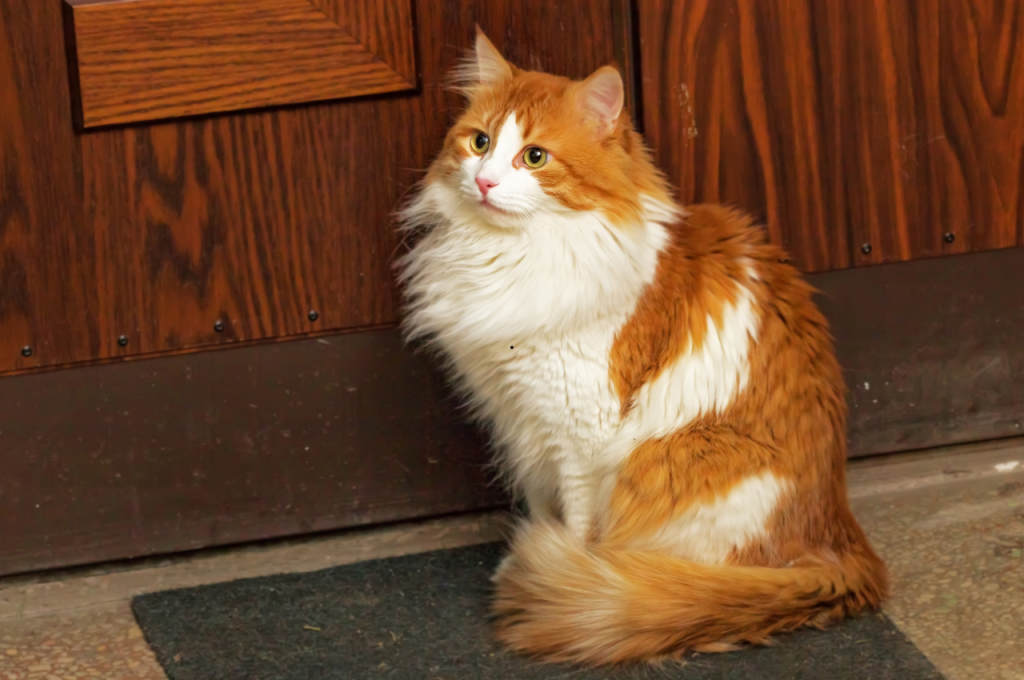 how to get mats out of cat fur