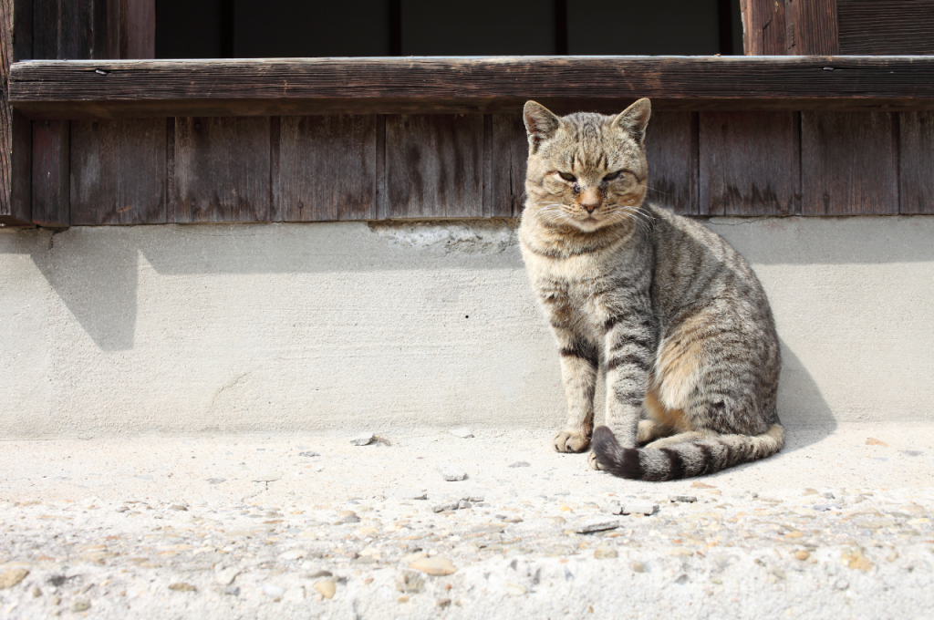how to catch a stray cat