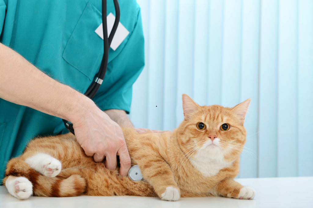 how to help a constipated cat naturally