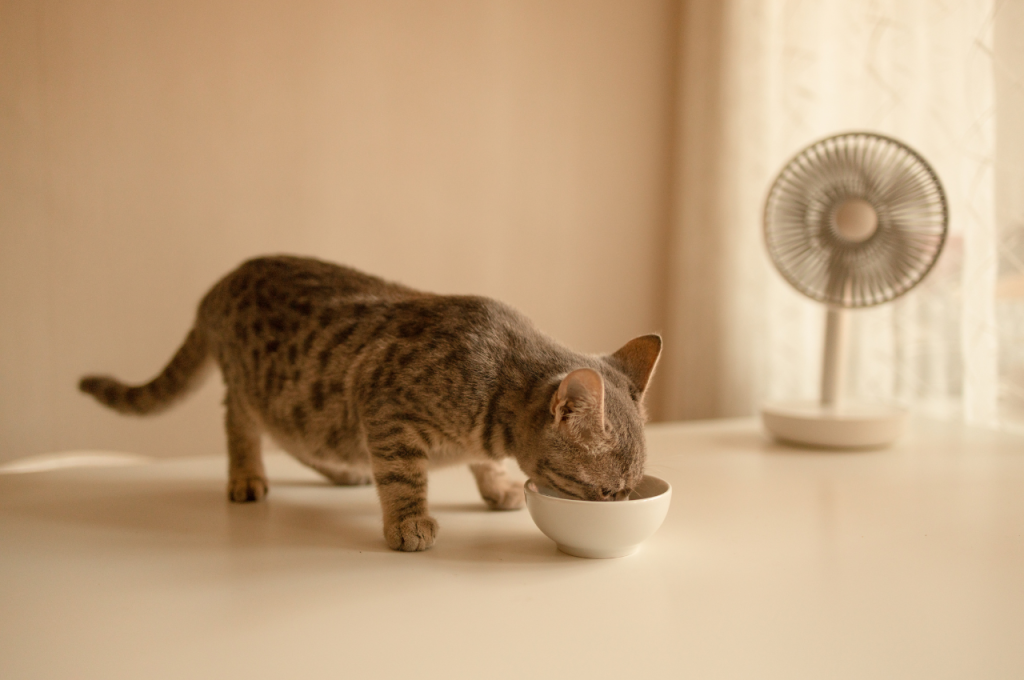 how to make homemade cat food