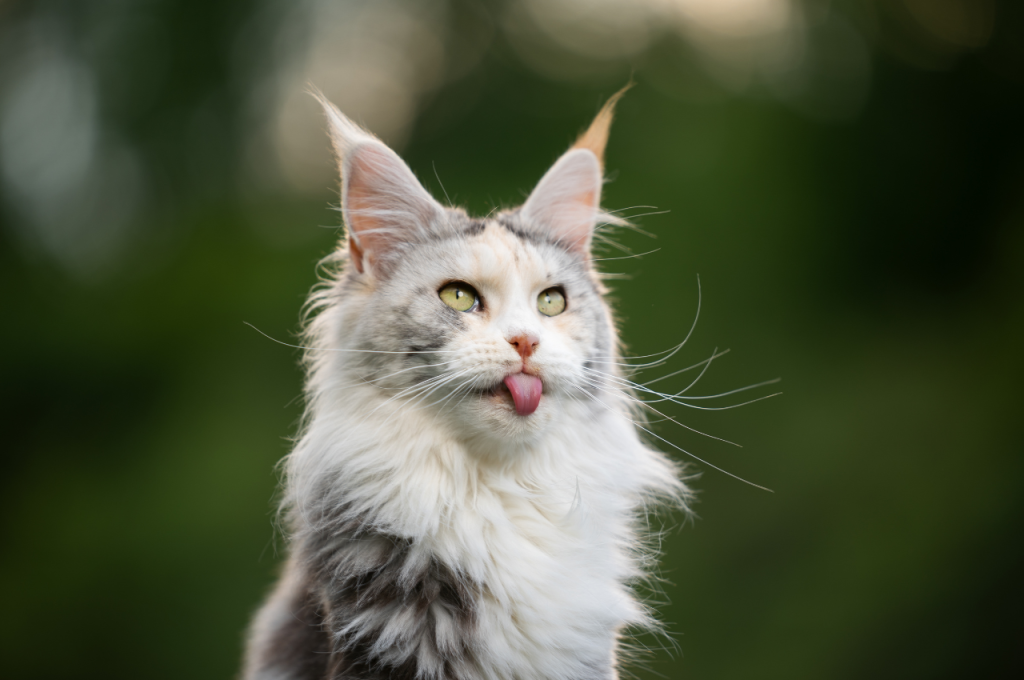 what are the different types of cats