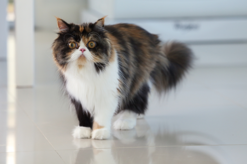 what are the different types of domestic cats in the usa