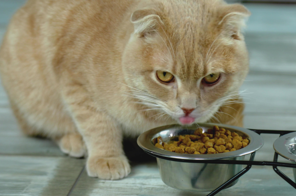 What can I add to my cat's food to make him eat?