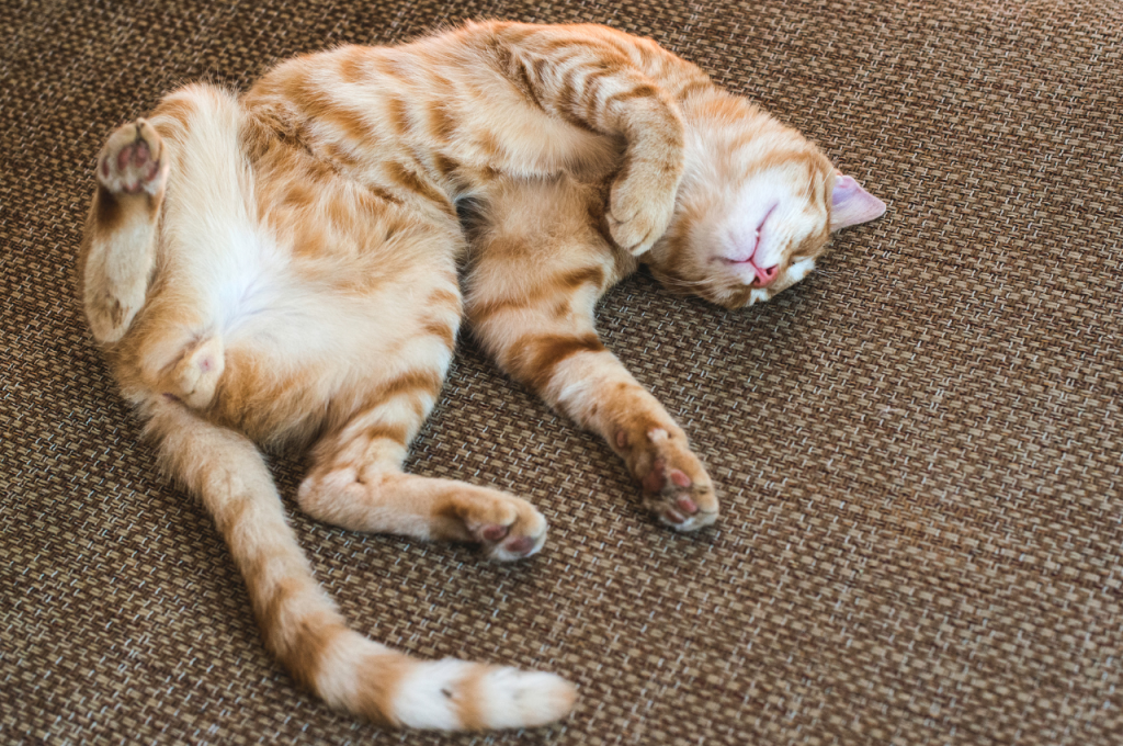 What is typical behaviour in cats?
