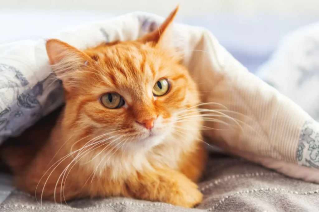 What is an odd fact about cats?