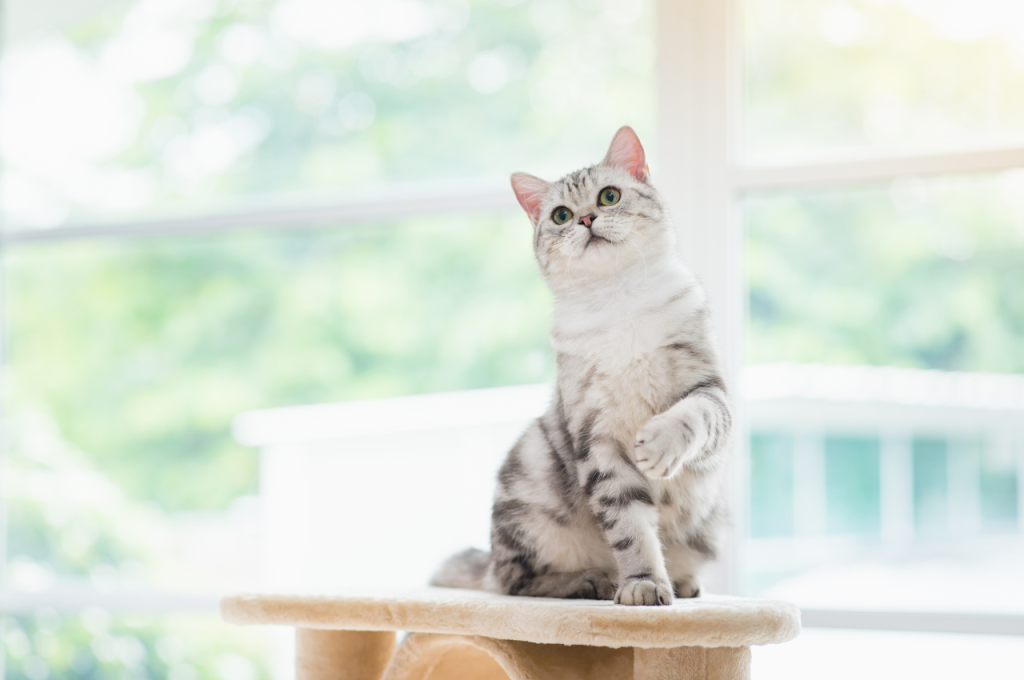 What is a cat's upset body language?