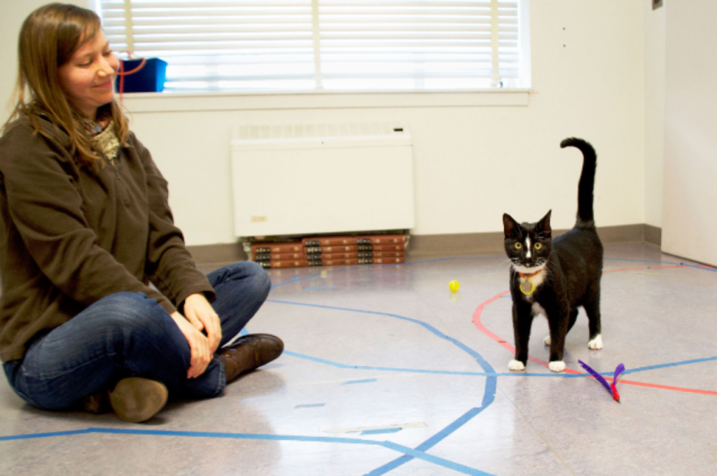 What are calming signals for cats?