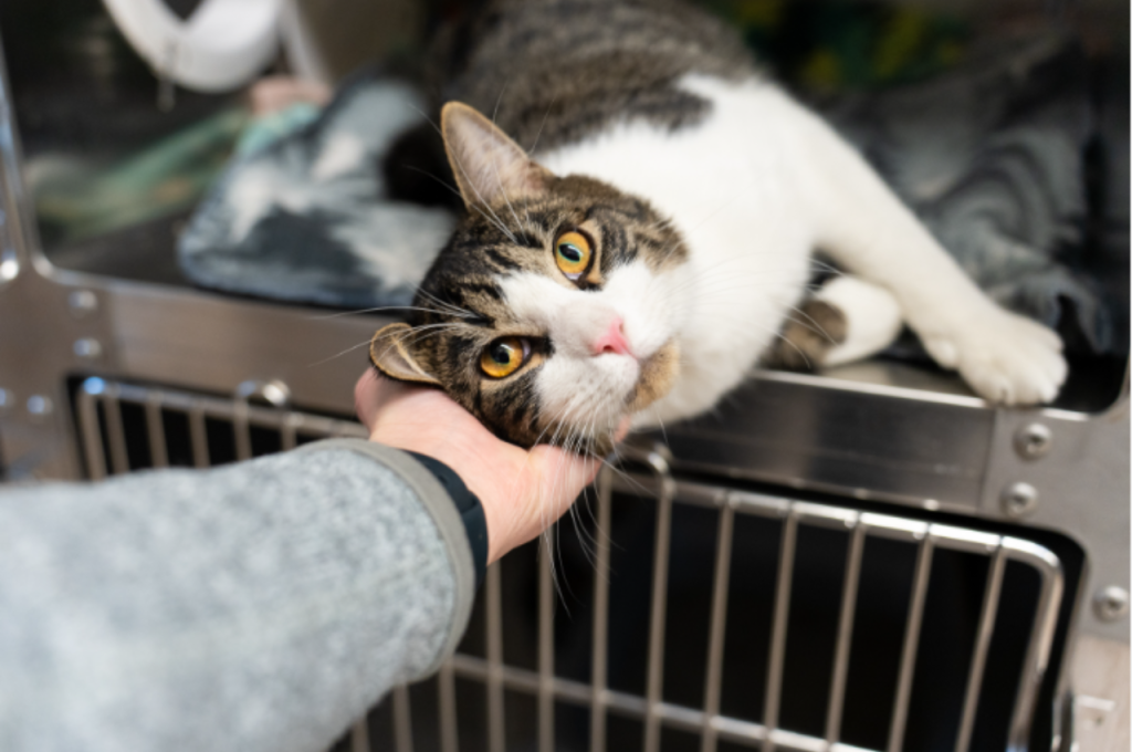What is Friendly Body Language for Cats?