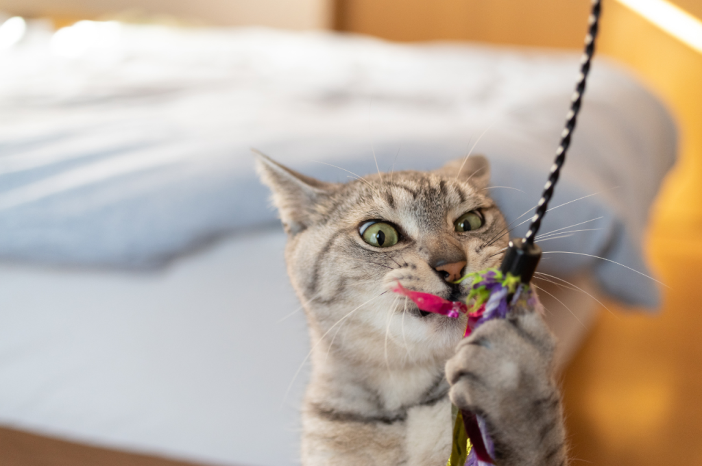how to stop a cat from biting
