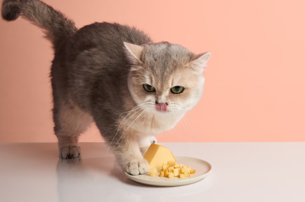can cats eat cheese