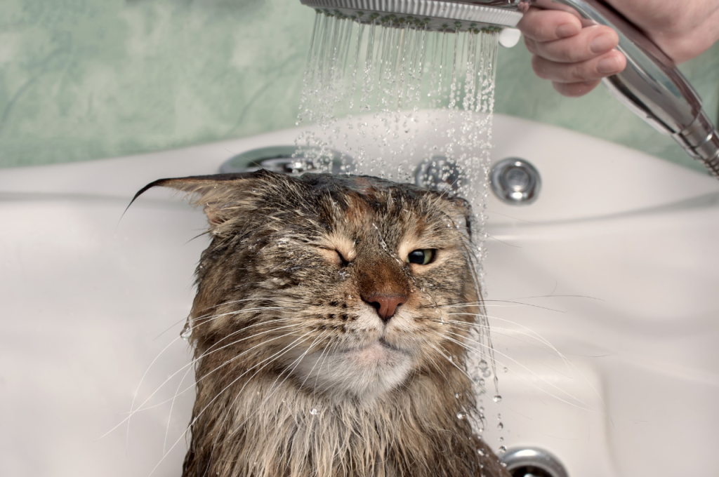 how to give a cat a bath