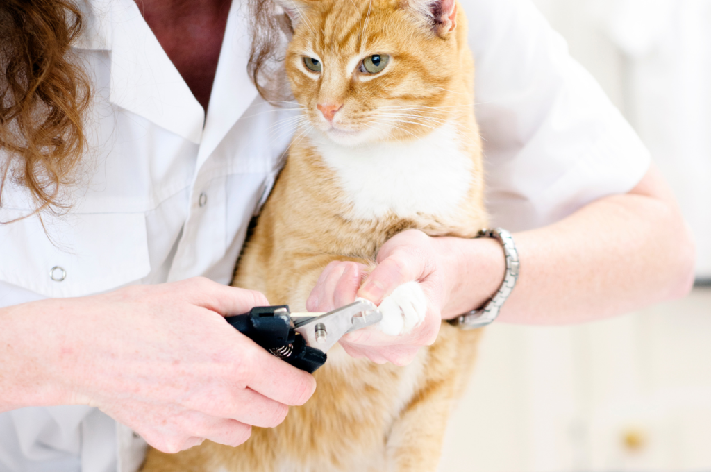 how to clip cat nails
