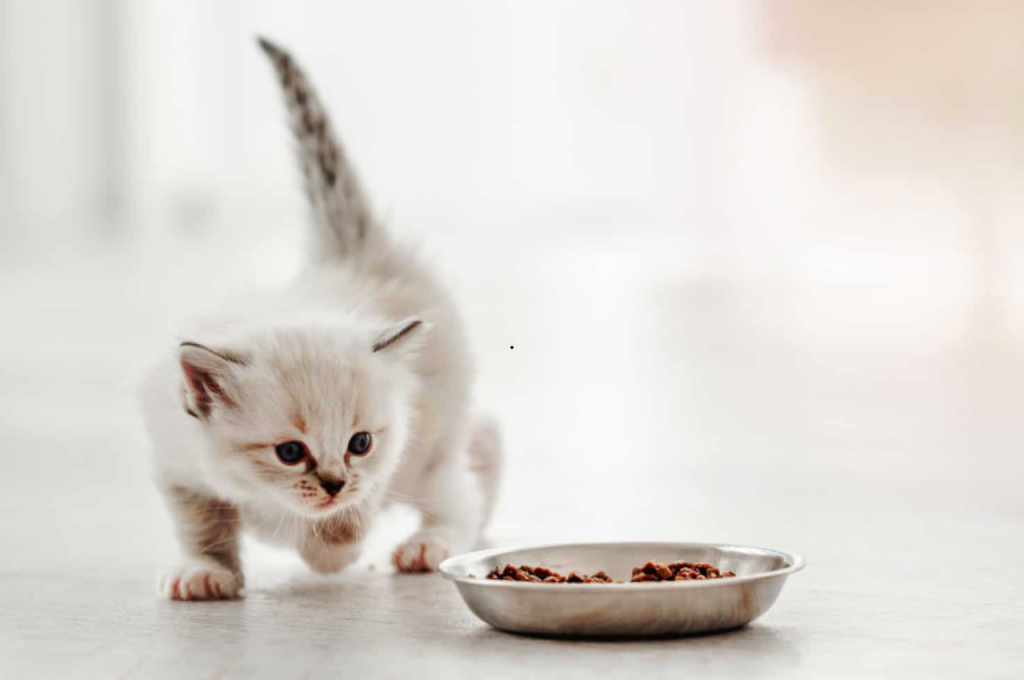 how much wet food to feed a kitten