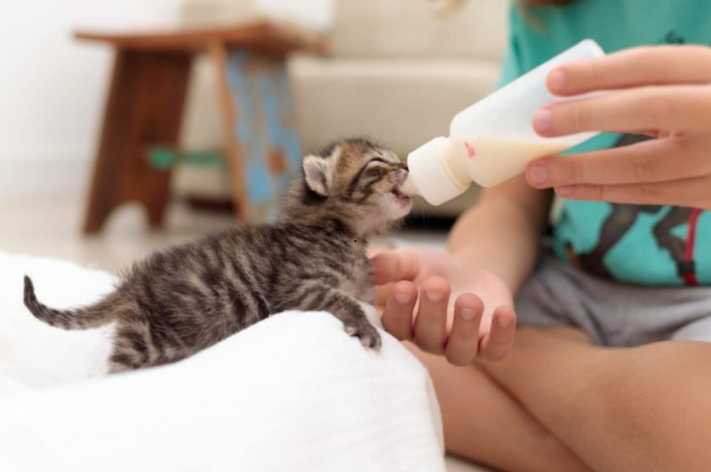 what is fading kitten syndrome