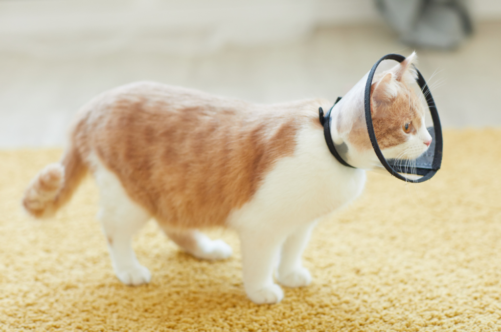 how to tell if cat has fleas