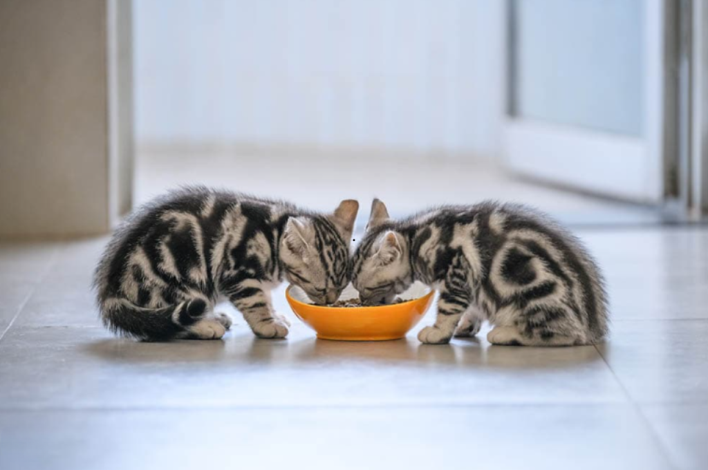 what to feed a kitten with diarrhea