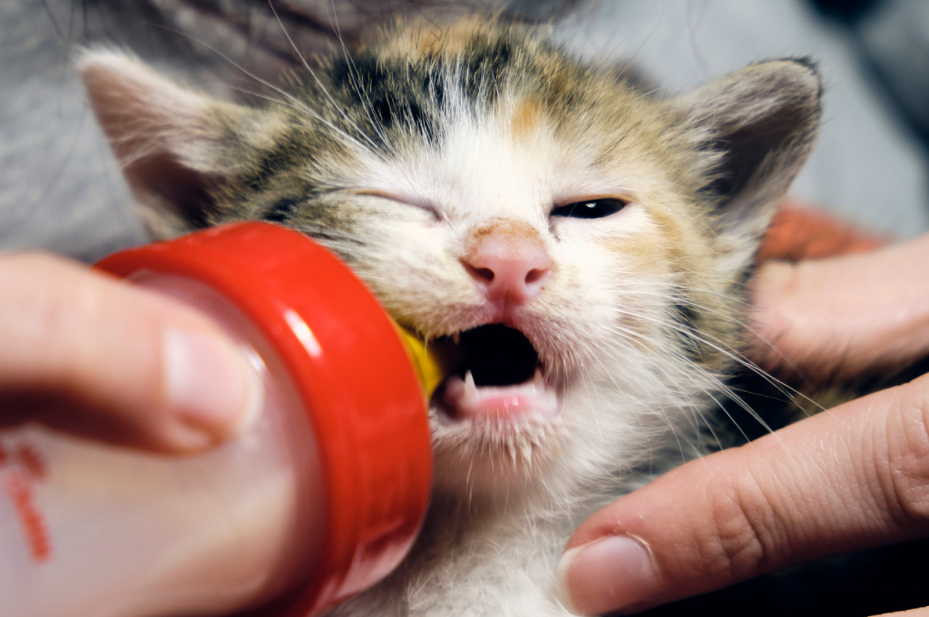 what to feed a newborn kitten