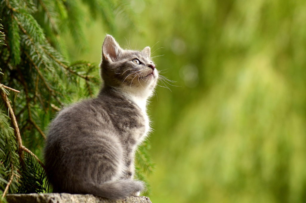 best pet insurance for cats
