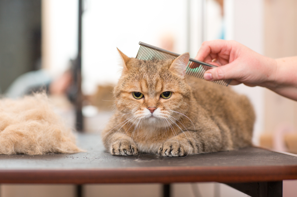 how to shave a cat