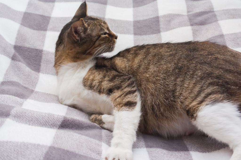 what does a pregnant cat look like