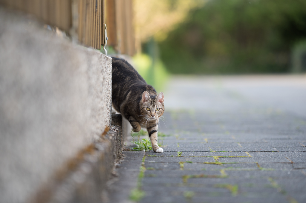 how to say come here in cat