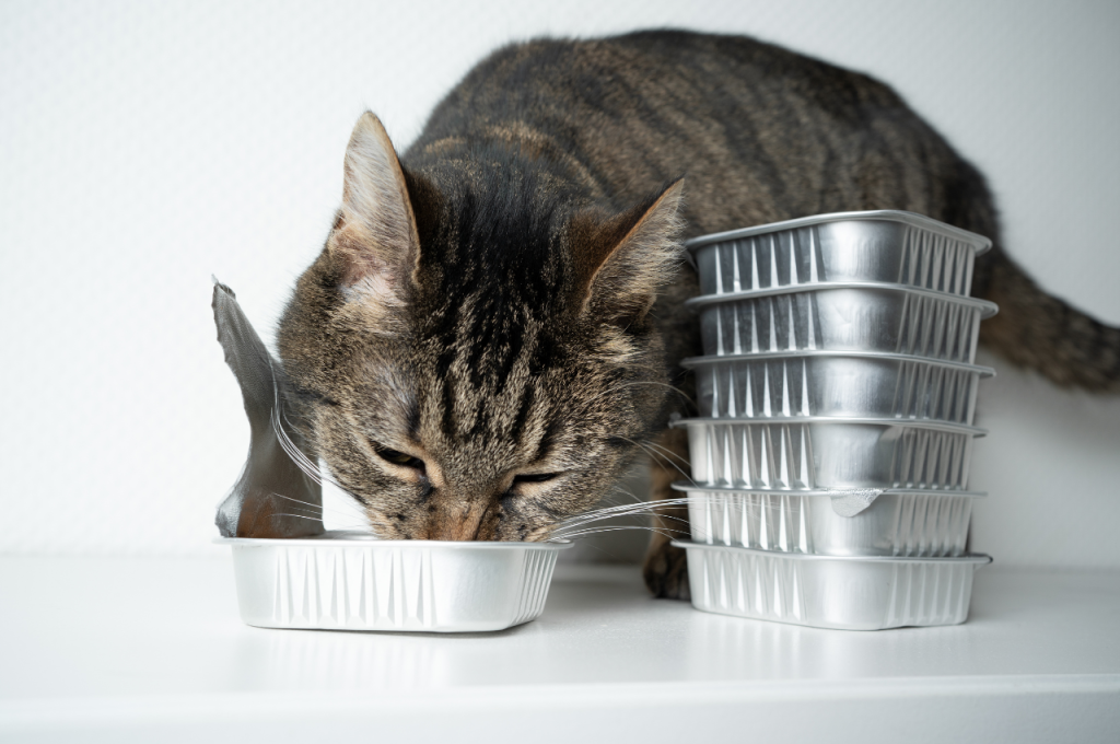 what human food can cats eat