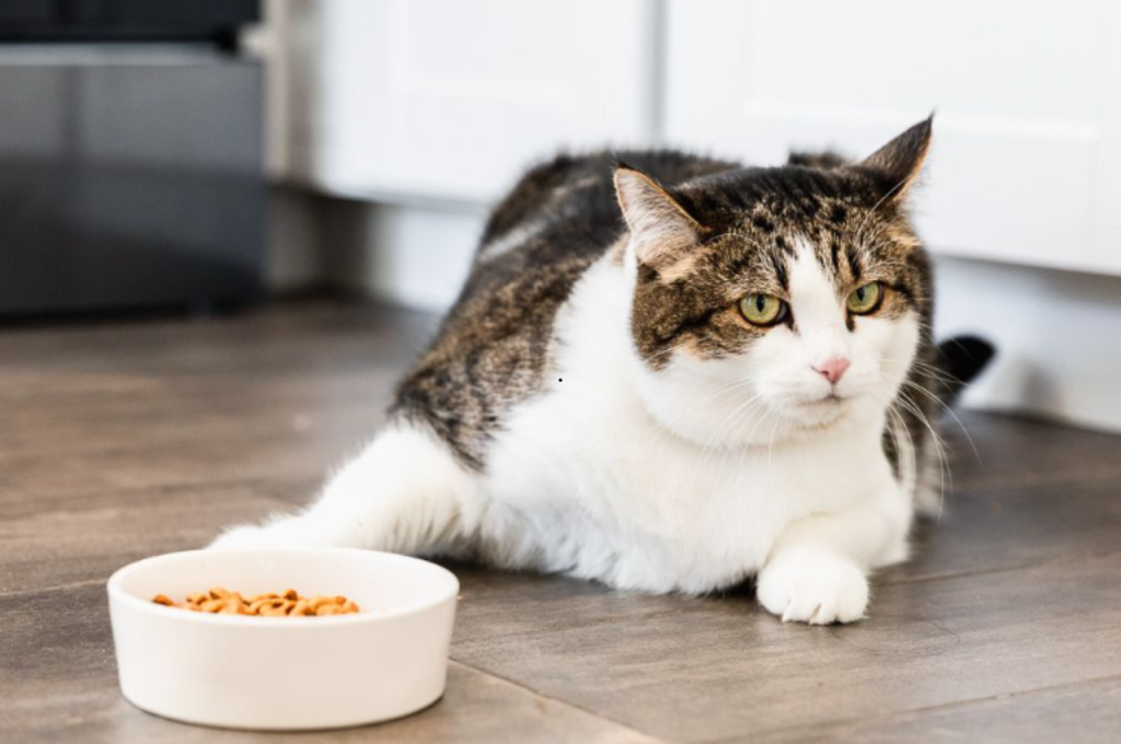 Why is My Cat Not Eating?