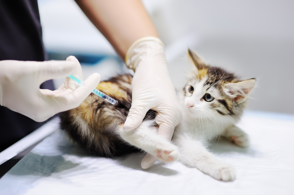 how do i know if my cat has worms