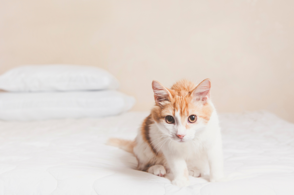 how to get rid of cat allergies naturally