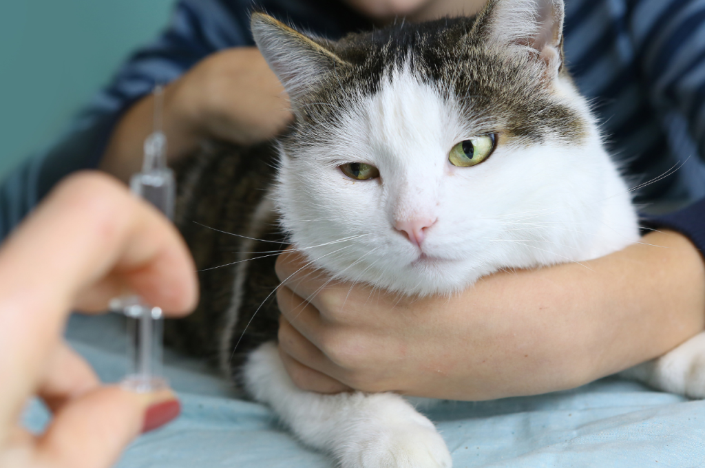 how to know if a cat has rabies