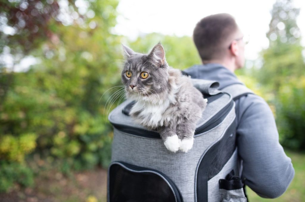 How do I transport my cat?