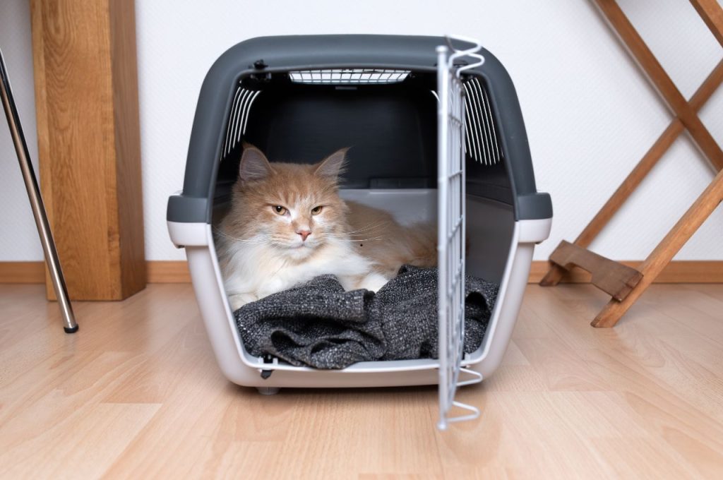 how to transport cats across the country