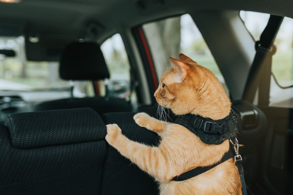 Can you ship a cat across country?