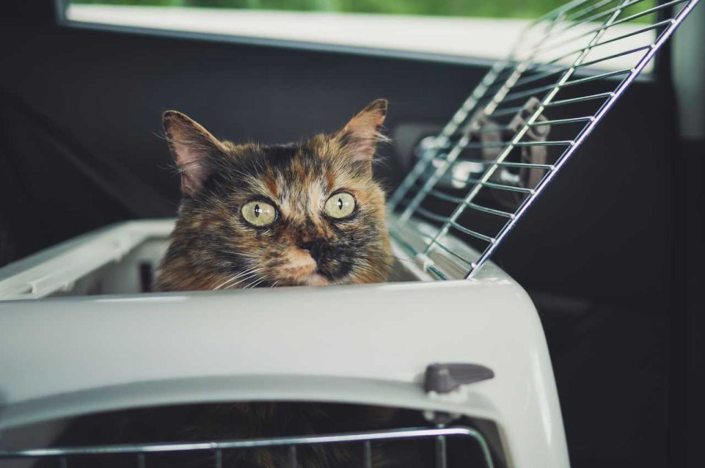 how to transport a cat in a car