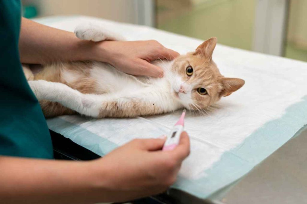 can a cat get sick from eating a mouse